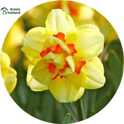 10 Pcs All Season Daffodil Flower Seeds -10 Pcs Seeds
