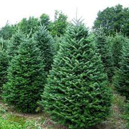 Fir Tree Seeds -30 Pcs (দেবদারু গাছের বীজ)