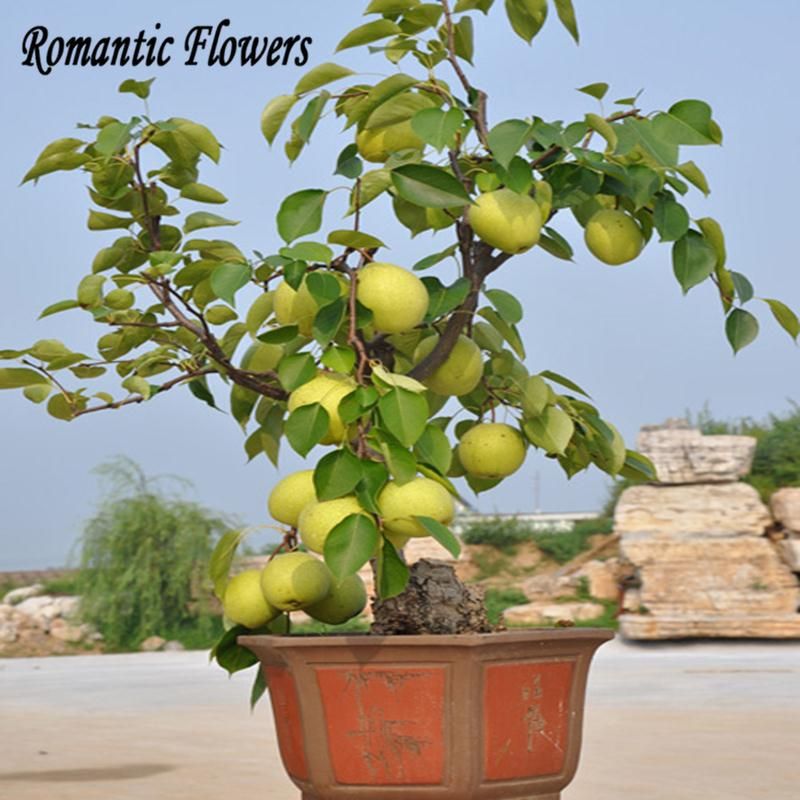 10 pcs(বীজ) Pear Fruit Seeds, Nine Kinds Of Mixed Pear Tree Fruit
