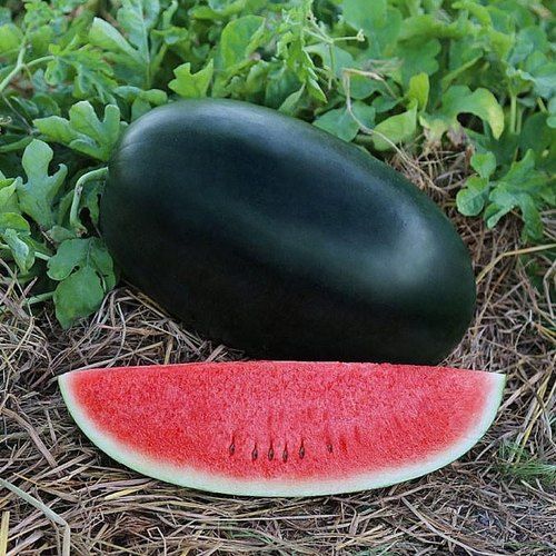Black Sugar Watermelon Seeds - Hybrid 5 pcs All season