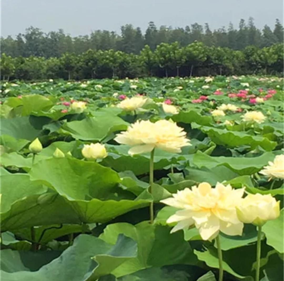 Yellow Bowl Lotus Seed (Imported)  -1 pc