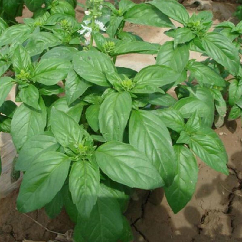 50 Pcs/Pack Basil Seeds Basil Bonsai Garden Seeds Home And Garden Plants