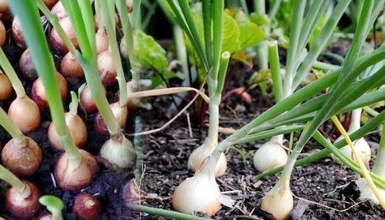 100 Pcs Red Onion Seeds - 100 Pcs Seeds (Imported Global Seeds )
