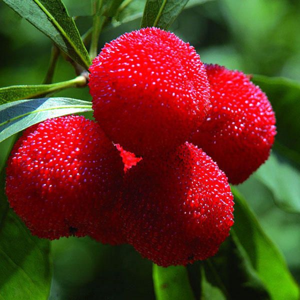 Arbutus Seeds Delicious Sweet Sour Chinese Fruit Seeds Farm Garden Plants Tree Seed-5Pcs seeds