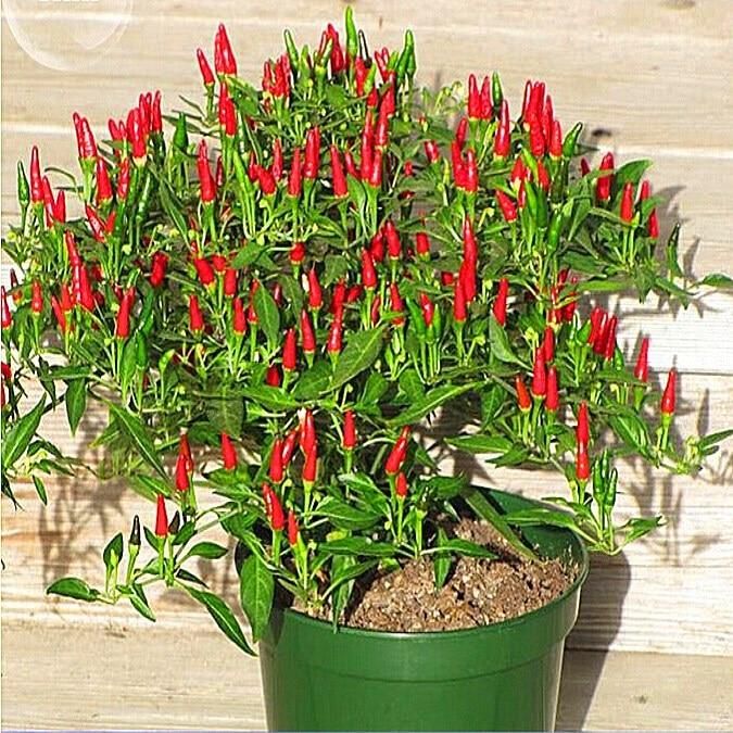 100pcs pepper Bonsai Heirloom Thai Sun Hot Pepper Capsicum annuum Ornamental Chili bonsais