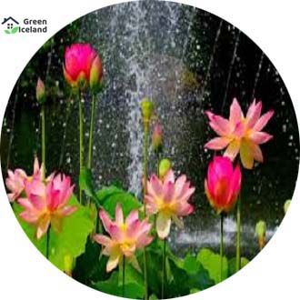 5 Pcs Global Lotus Flower Bonsai Seeds (পদ্মফুল বীজ)