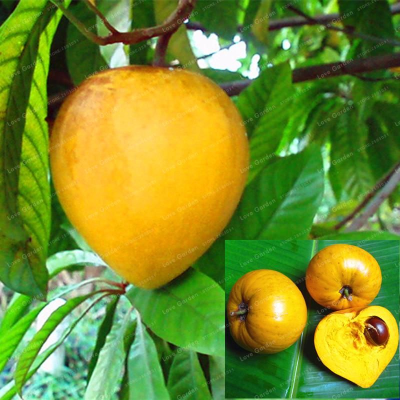 Lucuma Nervosa Egg Yolk Fruit Bonsai Tree Plants & seeds Bonsai Perennial Diy Outdoor Garden Planting