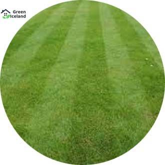 200+ Pcs Lawn Grass Seeds (কার্পেট ঘাস) - 200+ Pcs Seeds (Global Seeds)