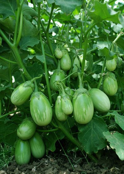 F1 হাইব্রিড সবুজ বল দ্রুত বৃদ্ধি করা যায় এমন বেগুন বেগুন বেগুন-100