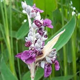 Egrow 10 Pcs/ seeds Pack Dealbata Seeds Thalia Dealbata Flower- 10Pcs seeds