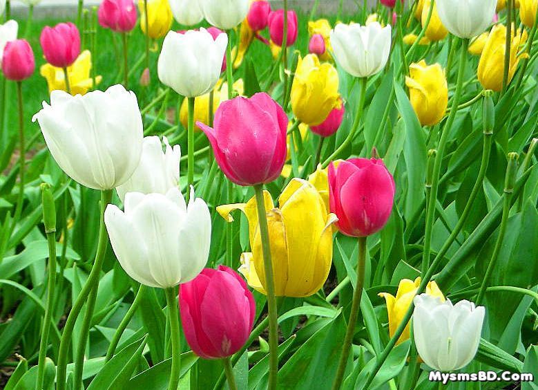 5 Pcs Global Big Ball Tulip Flower Seeds (টিউলিপ ফুলের বীজ)