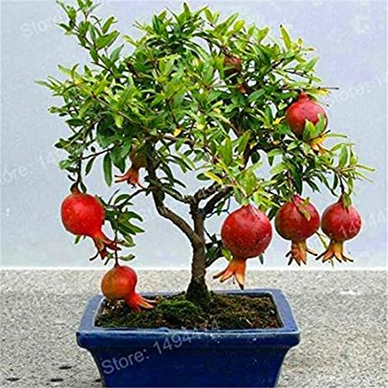 Bedana Fruit  Productive Bonsai Tree Seeds -15 Pcs Seeds