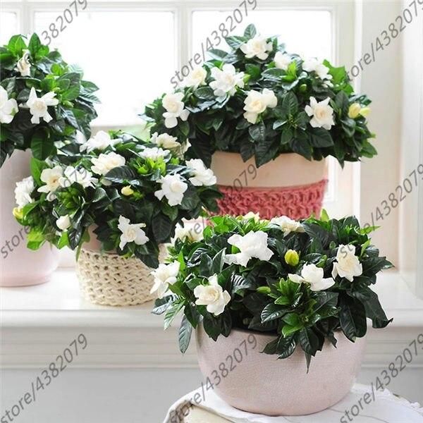 10Pcs Japanese Jasmine plant Fragrant Exotic Shrub Open Pollinate Rare Beautiful Bonsai Plant Indoor Flower-10Pcs seeds