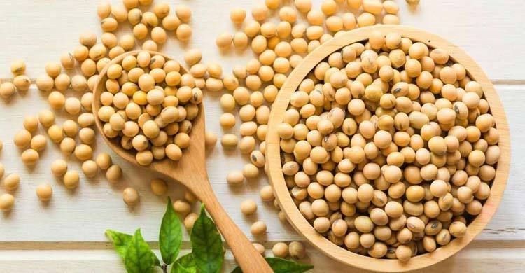 Natural Soybean Tree Seeds (?????? ???) - 20 Pcs Seeds