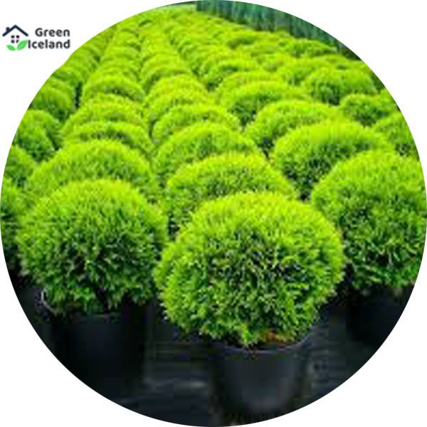 Zhou tree Seeds - 100 Pcs Seeds