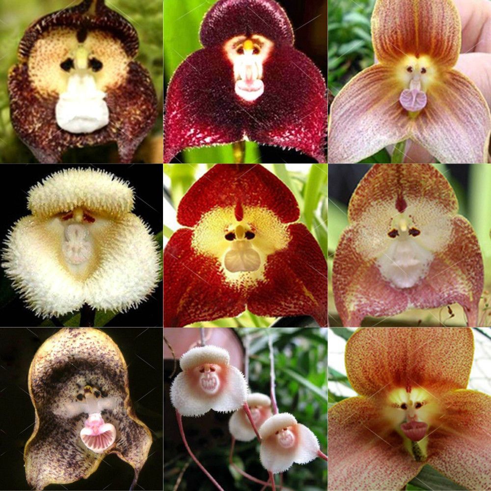 10 pcs Monkey Face Orchid Seeds Beautiful Garden Flower Seeds- 10Pcs seeds