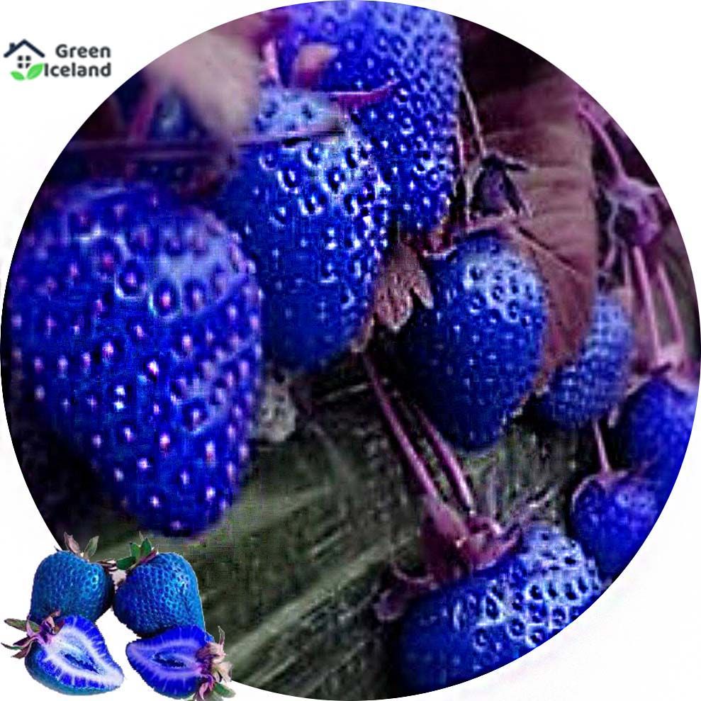 Organic Blue Strawberry Seeds(নীল স্ট্রবেরি বীজ) - 30 Pcs Seeds