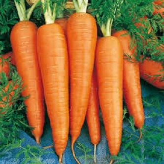 90 Pieces Carrot Seeds (গাজরের বীজ) - 90 Pieces