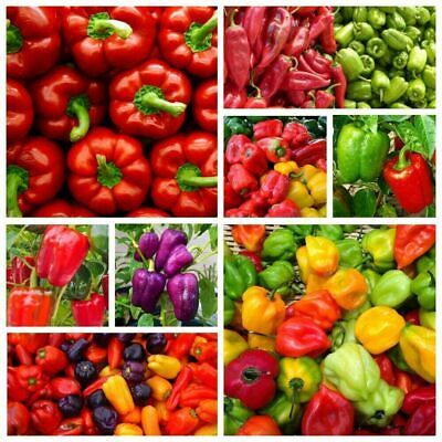 Mixed Yellow Puple Red Green White Sweet Bell Hot Pepper chili bonsai Vegetables Paprika, Bonsai Plant & seeds for Home Garden- 50Pcs seeds
