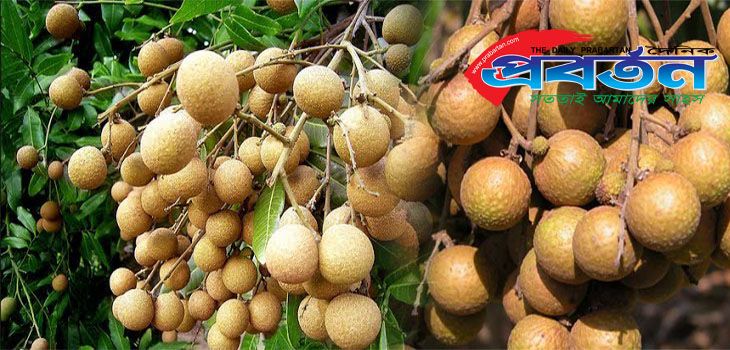 All Season Longan bonsai Seeds (আঁশফল) - 10 Pcs Seeds