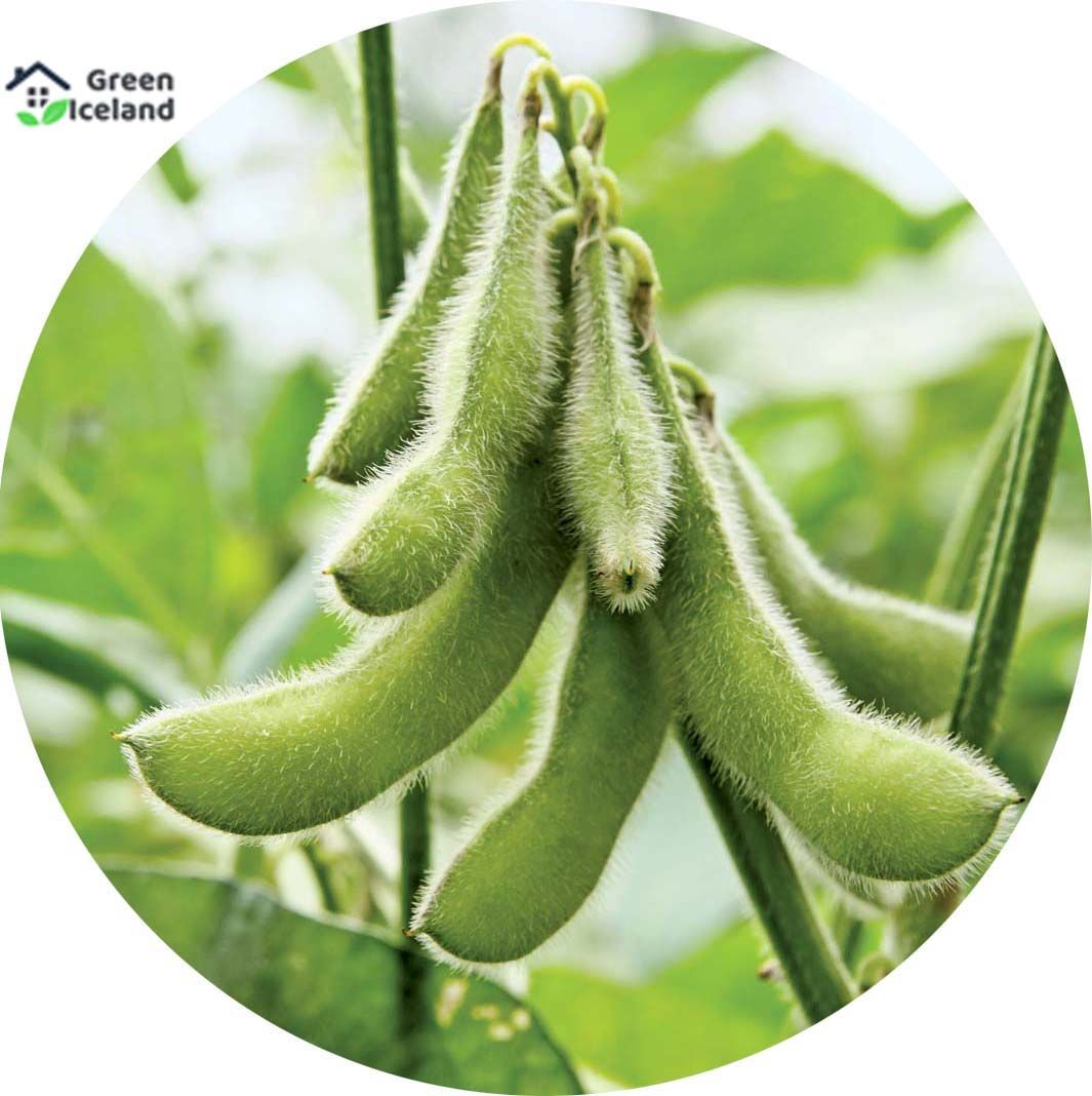 All Season Soybean Tree Seeds (?????? ???) - 30 Pcs Seeds