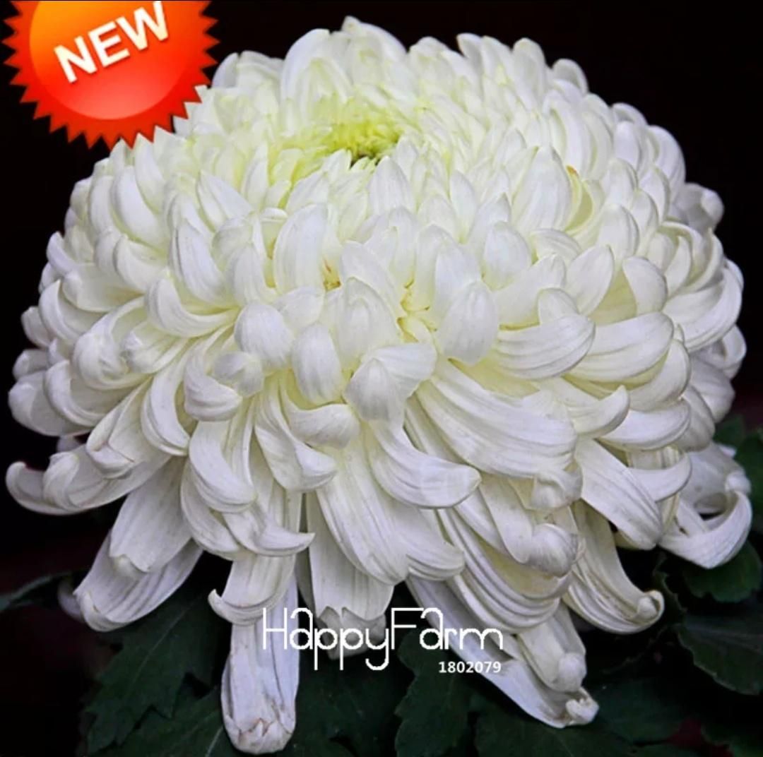 Chrysanthemum Flower Seeds for  Potted Plants-10pcs