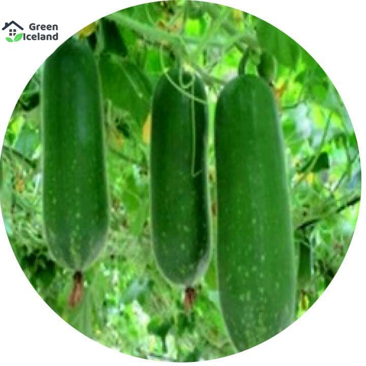 30 Pcs Natural Chalkumra Seeds