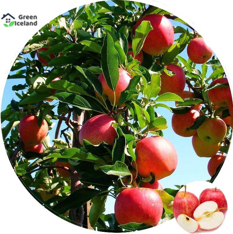 All Season Apple Seeds (???? ???) - 20 Pcs Seeds