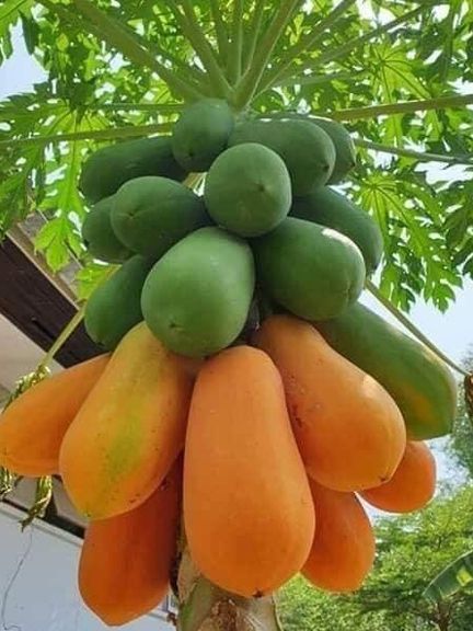 20ps/bag Dwarf hovey Papaya bonsai Organic fruit tree fruit plant papaya potted for home garden Seeds