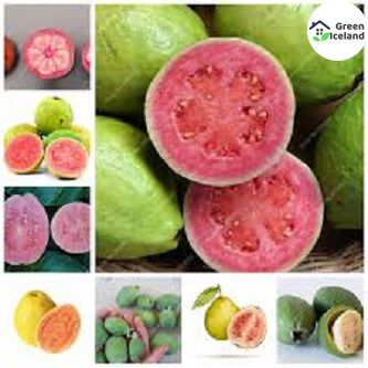 Thai 7 Guava Seed (??? 7 ??????? ???)- 20Pcs Seeds