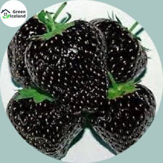 Giant 20 Pcs Black Strawberry Seeds - 20 Pcs Seeds