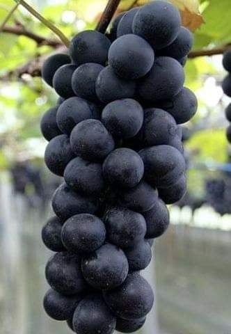 Grape Seeds For Plants Balcony Garden- 10Pcs seeds