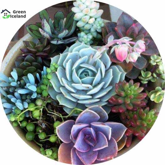 Sedeveria Letizia Cactus Seeds - 15 Pcs Seeds (Global Seeds)