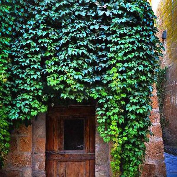 50 Pcs Boston Ivy Seeds Garden Climbing Creeper Plants Outdoor Wall Decor Plants - Green