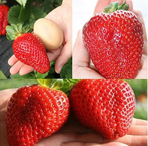 Giant Japan Strawberry bonsais