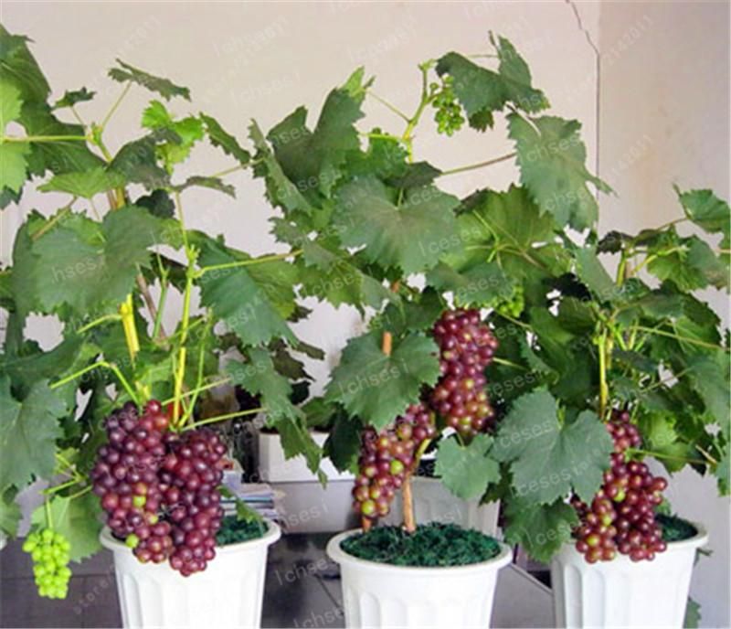 15 Pcs Red Pearl Raisin Fruit seeds Bonsai Orchard Sweet Grape seeds Farm Outdoor Bonsai Plants Potted for Home Garden Supplies-15Pcs Seeds