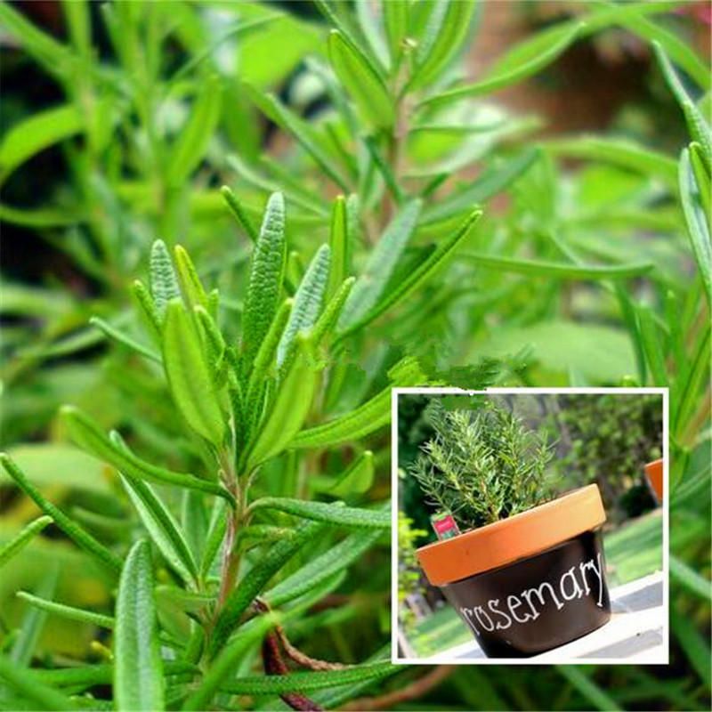 10 Varieties Mixed Spice Vegetable Seeds Spice Combo Mix Flower Seeds Herb Plants Seeds