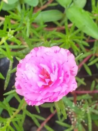Multicolor Time flower 10 pcs  টাইম ফুল Pelargonium Hortorum Bonsai Flower for Home Garden