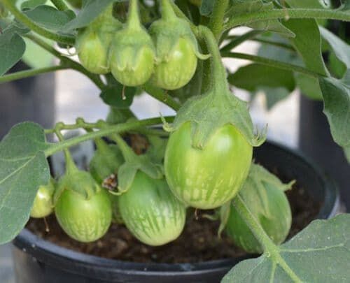 35 Pieces Green Eggplant Seeds