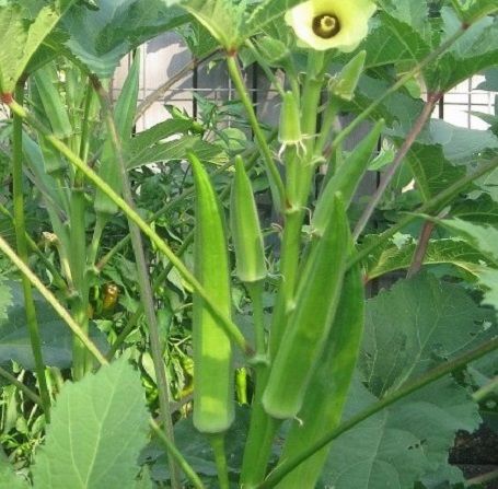 Natural Ladies Finger/Orka Seeds (ঢেঁড়স/ভেন্ডী বীজ) - 10 Pcs Seeds