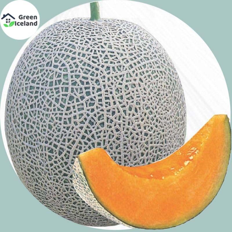 Bali Shi Textured Sweet Bonsai Seeds - 50 Pcs Seeds