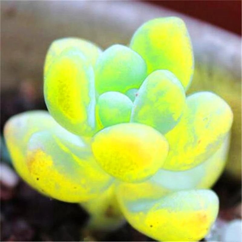 50Pcs Mix lotus Succulent Seeds Rare Lithops Pseudotruncatella Bonsai Flower plants Essence Incense