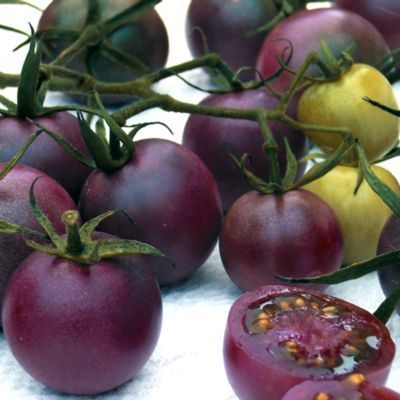 Egrow Red Black Tomato Seeds -25 pcs plus Seeds