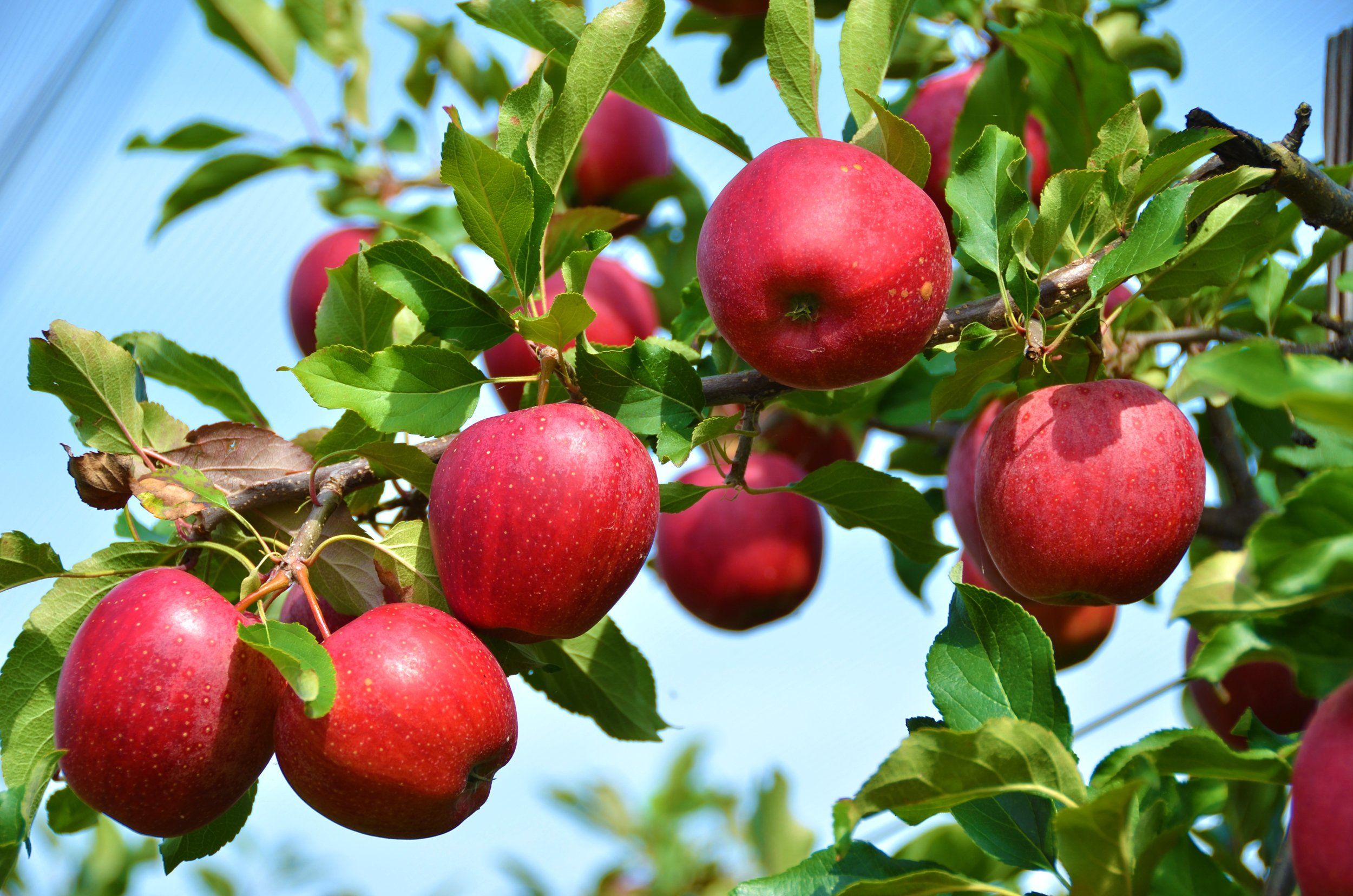 Global Apple Seeds - 15 Pcs SeedS