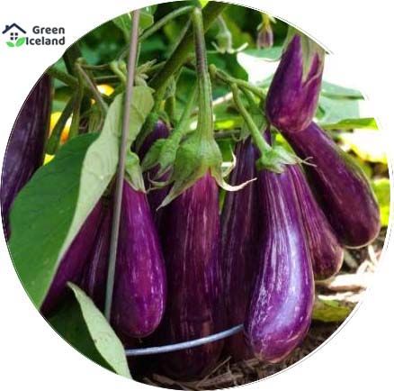 10 Pcs Organic Brinjal Seeds