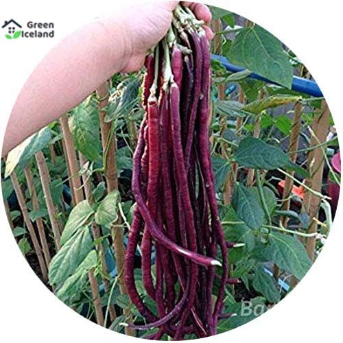 All Season Red Long Bean Seeds (লাল বরবটি বীজ) - 30 Pcs Seeds