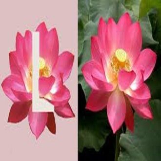 Bonsai Flower Lotus Flower for Summer 5Pcs Bag