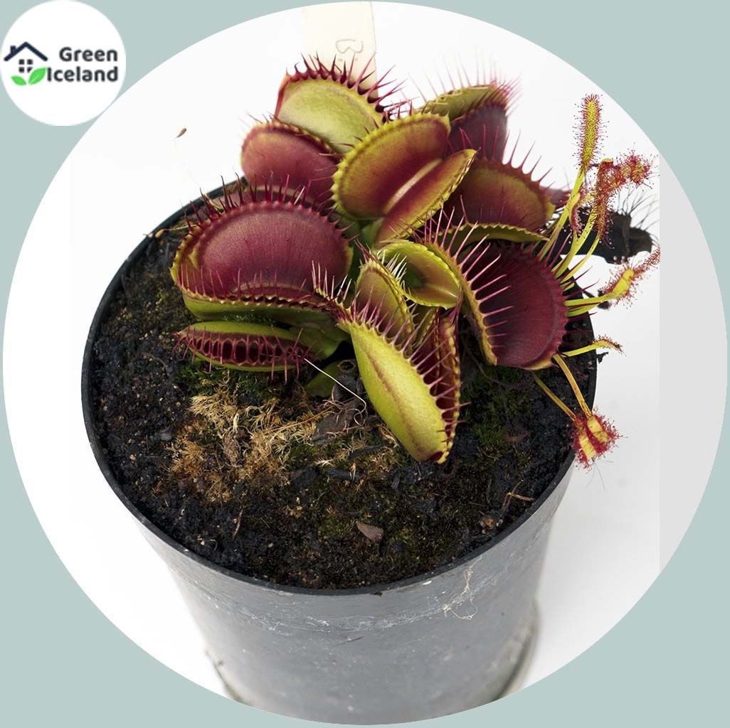 All Season Insectivorous Dionaea Muscipula flytrap Seeds - 50 Pcs Seeds