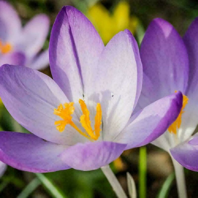 30 Pcs (বীজ) Saffron Crocus Seeds Bulbs Bonsai Spice Sativus Flower For Home Garden Plant