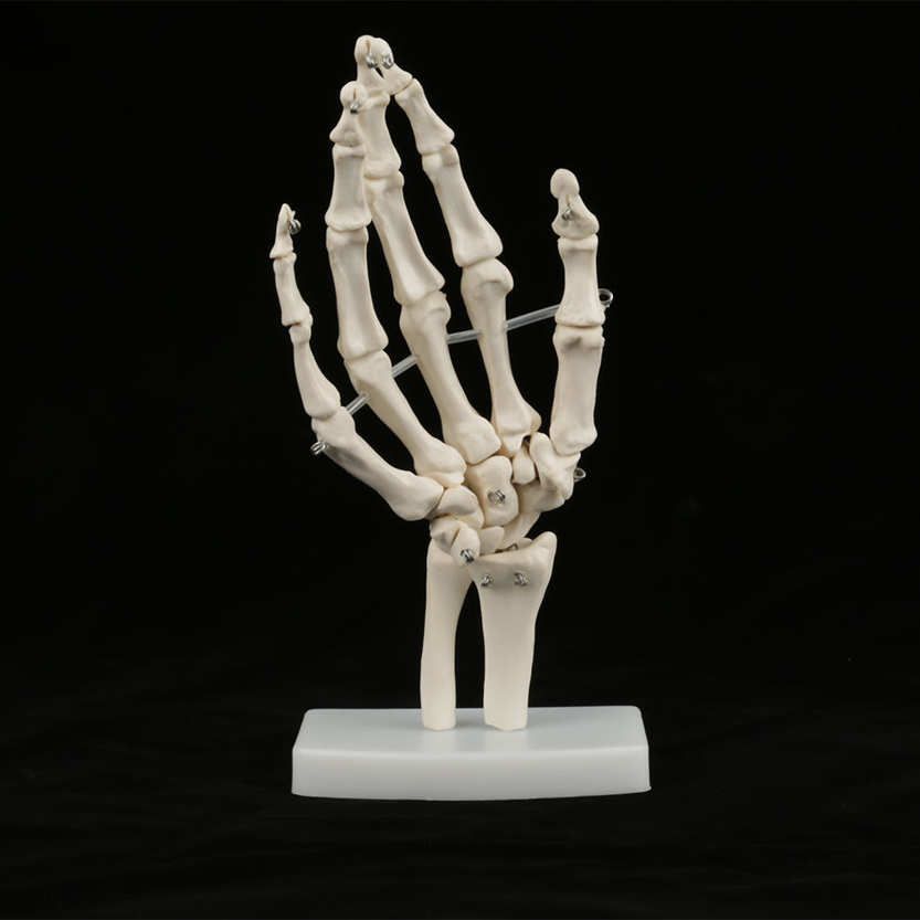 Hand Skeleton Model Medical Anatomical Life-size Human Joint Study